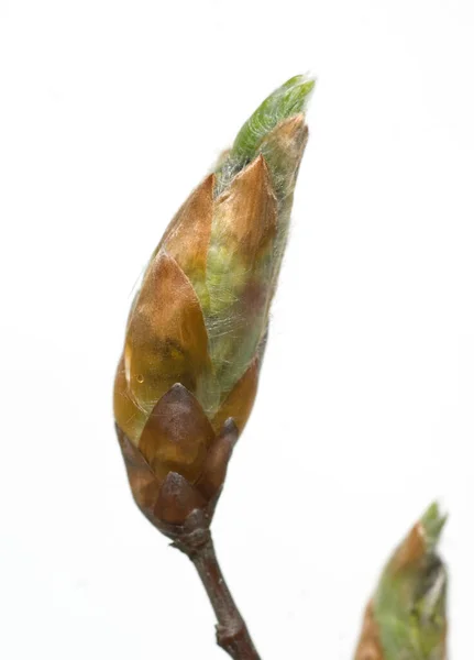 Close Willow Branch White Background — Stock Photo, Image