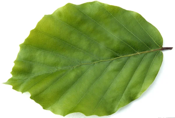 Hoja Verde Aislada Sobre Fondo Blanco — Foto de Stock