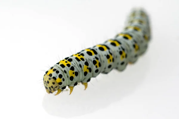 Caterpillar White Background — Stock Photo, Image