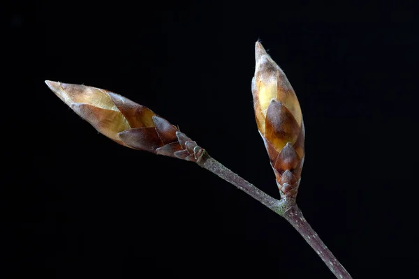 Foglia Secca Fondo Nero — Foto Stock