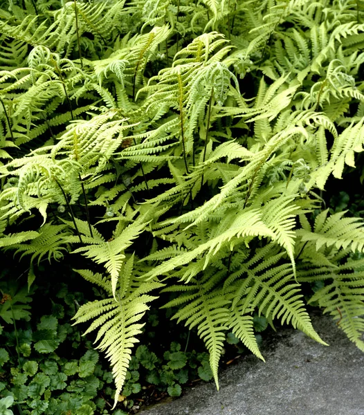 Hojas Verdes Helecho Jardín — Foto de Stock