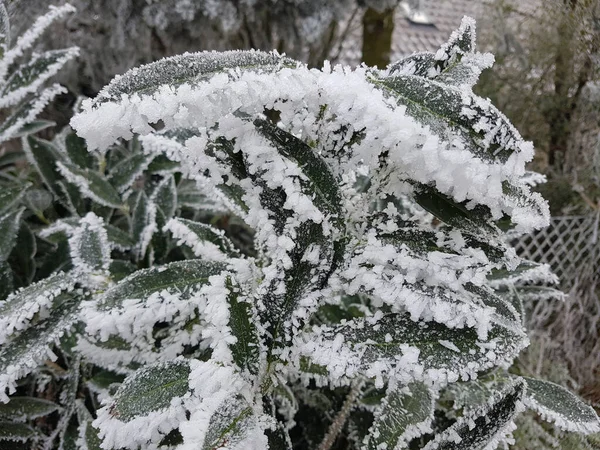 Hermoso Bosque Invierno Con Árboles Cubiertos Nieve — Foto de Stock