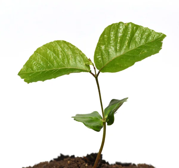 Planta Verde Suelo — Foto de Stock