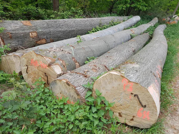 Una Pila Troncos Madera Bosque —  Fotos de Stock