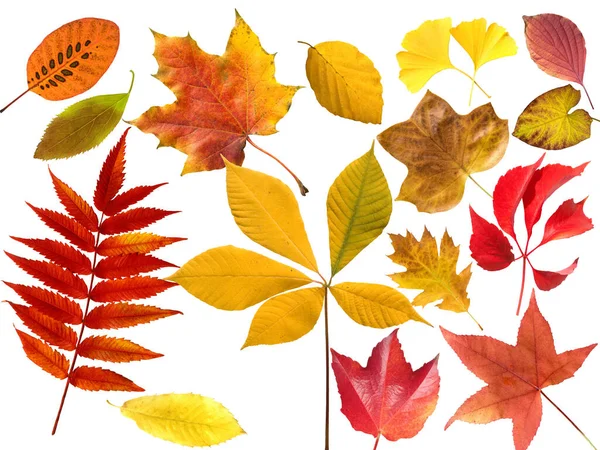 Herbstblaetter Bunt Leuchtend Blatt Blaetter — Stock Photo, Image