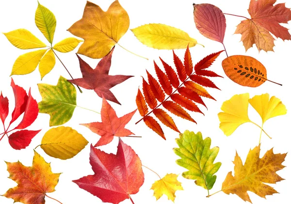 Autumn Leaves Isolated White Background — Stock Photo, Image