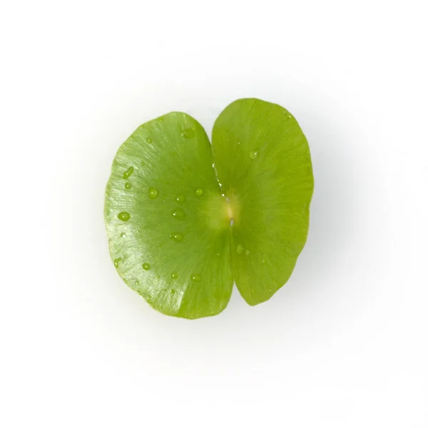 Grünes Blatt Einer Pflanze Auf Weißem Hintergrund — Stockfoto