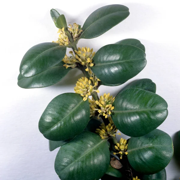 Gröna Blad Växt Vit Bakgrund — Stockfoto