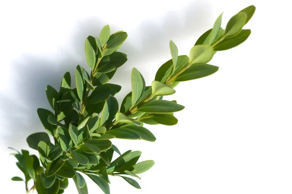 Hojas Verdes Una Planta Sobre Fondo Blanco — Foto de Stock