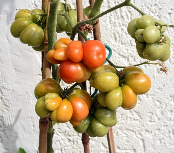 Gröna Tomater Gren — Stockfoto
