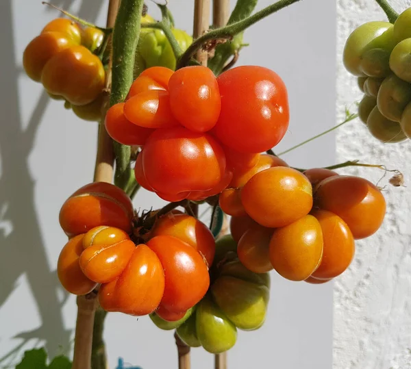 Röda Och Vita Tomater Gren — Stockfoto