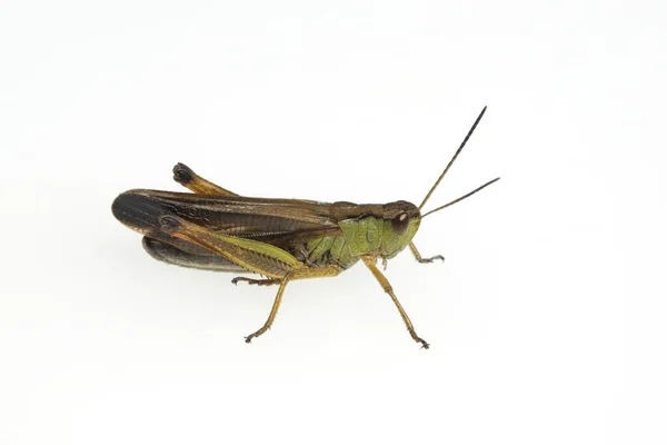 Grasshopper Fundo Branco — Fotografia de Stock
