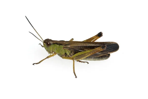 Grasshopper Fundo Branco — Fotografia de Stock