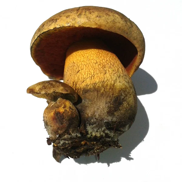 Hexenroehrling Netzstielige Hexen Roehrling Boletus Luridus — стокове фото