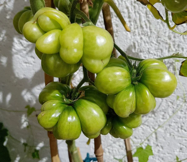 Tomates Vertes Rouges Sur Arbre — Photo