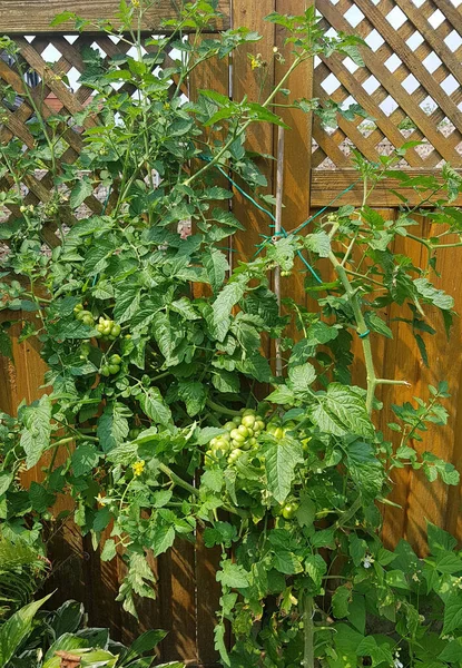 Green Leaves Plant Garden — Stock Photo, Image