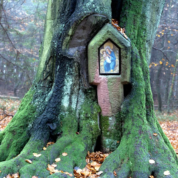 Ένα Μικρό Δέντρο Στο Δάσος — Φωτογραφία Αρχείου