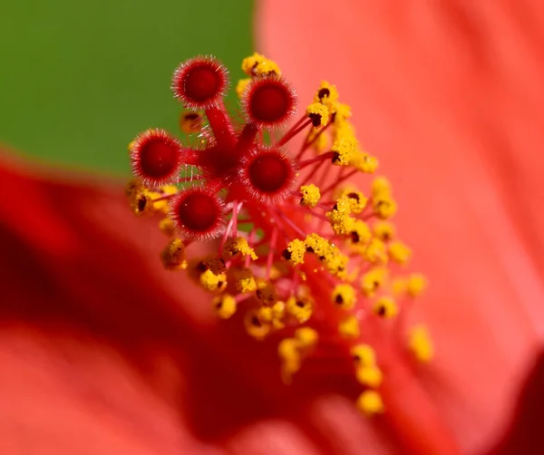 Hibiscus Rosa Sinensis Auch Roseneibisch Genannt Ist Eine Heilpflanze Und — Fotografia de Stock