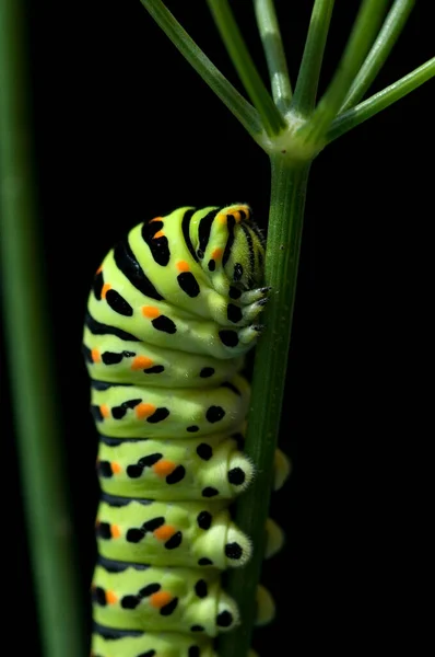 Primer Plano Una Oruga Verde — Foto de Stock