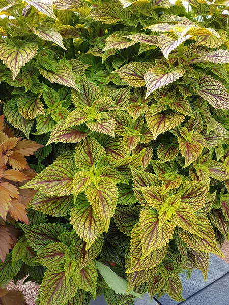 Groene Bladeren Van Een Struik Van Een Plant — Stockfoto