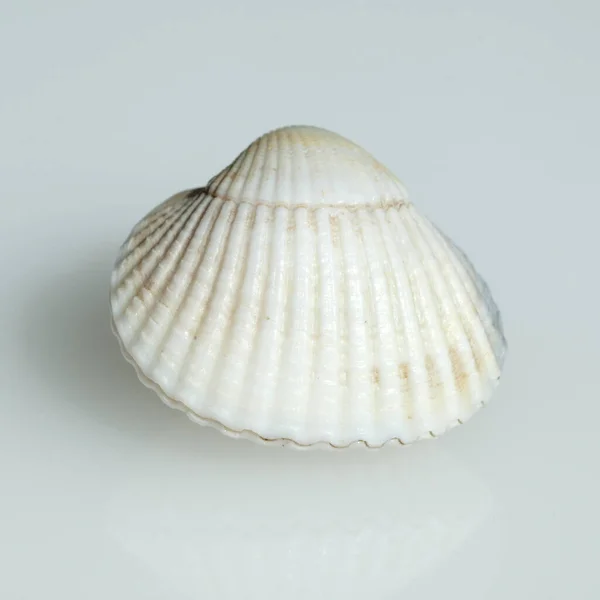 Coquille Mer Sur Fond Blanc — Photo