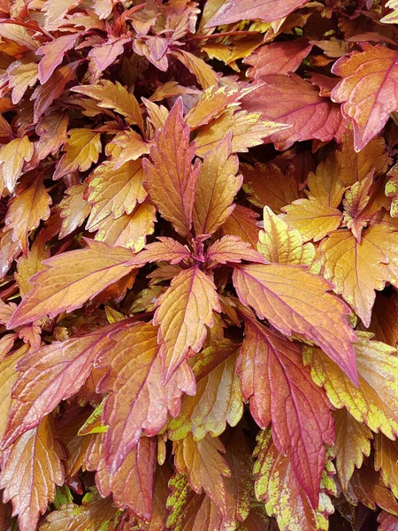 秋の紅葉 秋の植物 — ストック写真