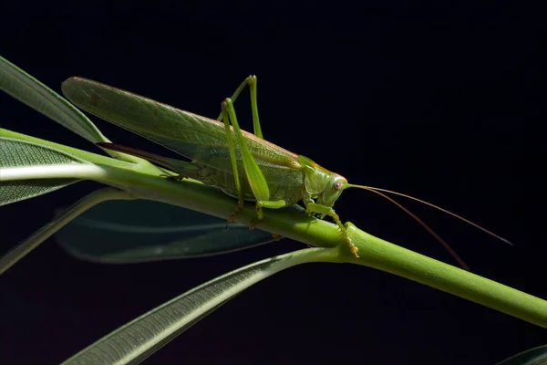 Grasshopper Green Leaf — Stock Photo, Image