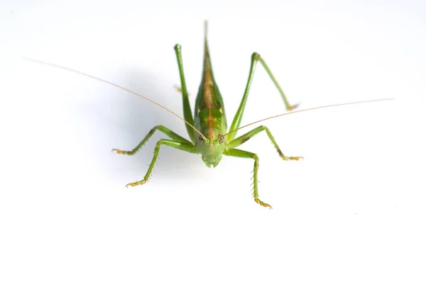 Een Close Van Een Sprinkhaan Een Witte Achtergrond — Stockfoto