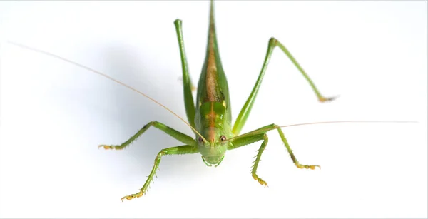 Grasshopper Fundo Branco — Fotografia de Stock