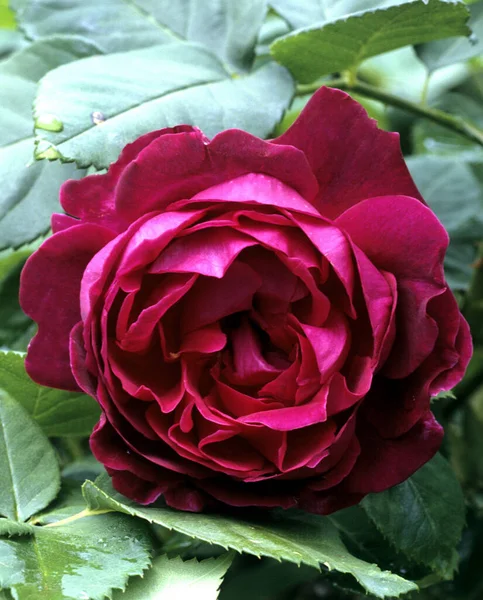 Remontantrose Alfred Collomb 1856 Alte Rose — Stok fotoğraf