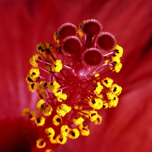 Gyönyörű Virágok Virágos Háttér — Stock Fotó