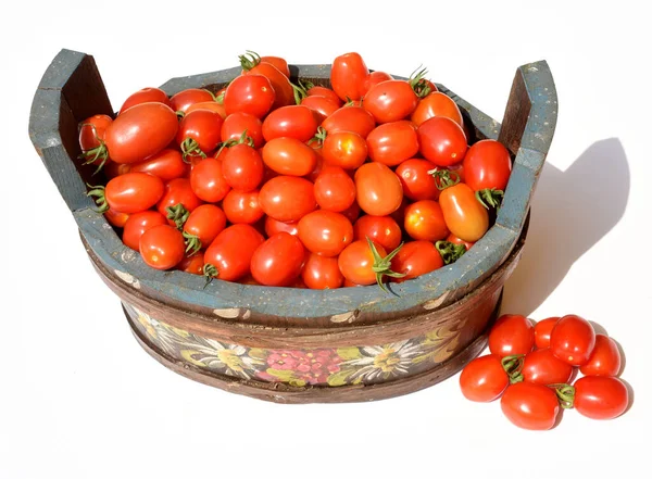 Pflumen Buschtomate Romello Tomate Lycopersicon Esculentum — ストック写真