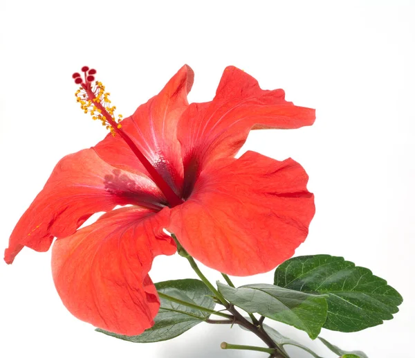 Hibiskus Hibiscus Rosa Sinensis — стокове фото