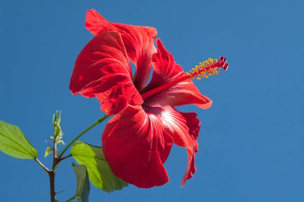 Rote Hibiskusblüte Auf Blauem Hintergrund — Stockfoto