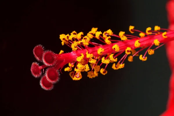 Hibiskus Hibiscus Rosa Sinensis — Zdjęcie stockowe