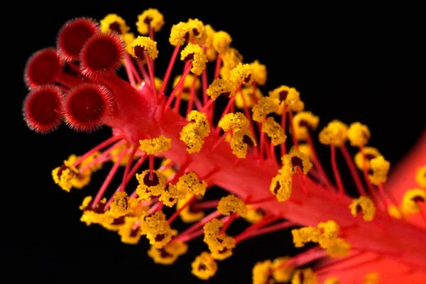 Hibiskus Hibiscus Rosa Sinensis — 图库照片