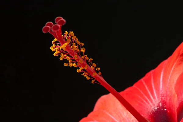 Hibiskus Hibiscus Rosa Sinensis — стокове фото
