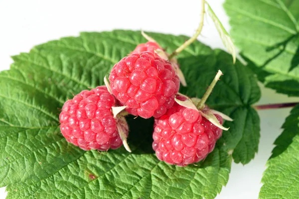 Frische Himbeeren Auf Weißem Hintergrund — Stockfoto