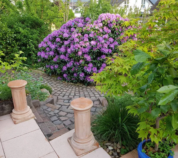 Hermoso Jardín Con Flores Plantas — Foto de Stock