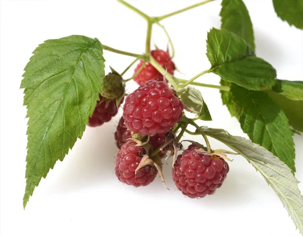 Reife Himbeeren Auf Weißem Hintergrund — Stockfoto