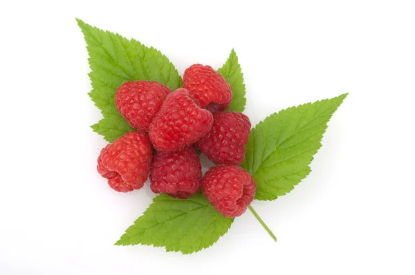 Himbeere Rubus Idaeus Waldbeere Hohlbeere — Stockfoto