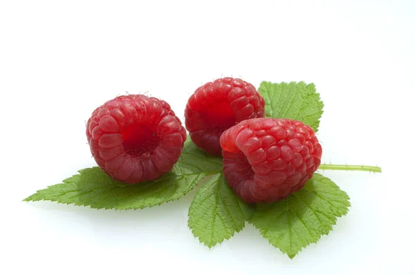 Himbeere Rubus Idaeus Waldbeere — Fotografia de Stock