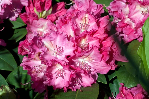 Bellissimi Fiori Peonia Rosa Giardino — Foto Stock