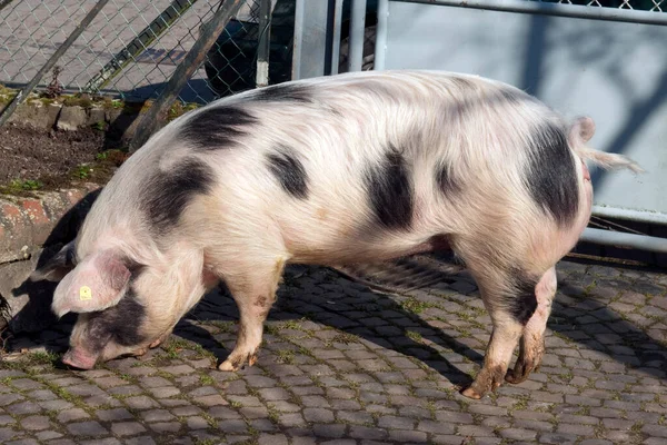 Buntes Bentheimer Schwein Sus Scrofa Domesticus Arche Hof Bedroht — Stockfoto