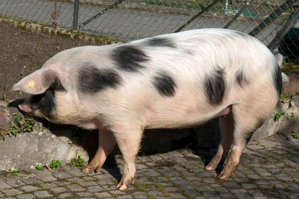 Buntes Bentheimer Schwein Sus Scrofa Domesticus Arche Hof Bedrohte Gefaehrdet — Stockfoto