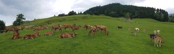 Rothirsch Cervus Elaphus Rotwild Hirsch — Zdjęcie stockowe