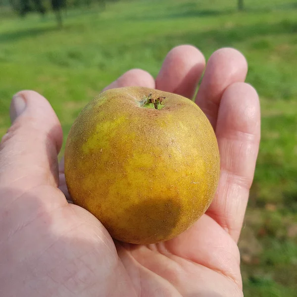 Ribbone Pepping Alte Apfelsorten Apfel Malus Domestica — Stockfoto