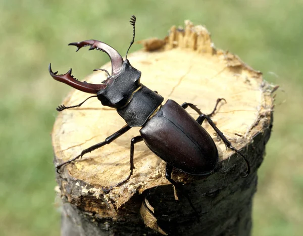 Escarabajo Negro Sobre Fondo Madera —  Fotos de Stock