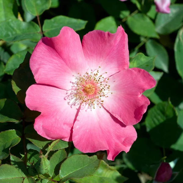 Historische Rose Bonnie Jean — Stock Photo, Image