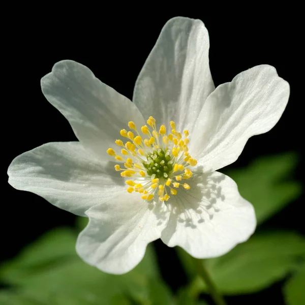 Beautiful White Flower Black Background — Stock Photo, Image